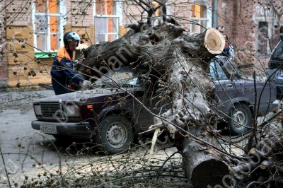 Упавшее дерево придавило две машины