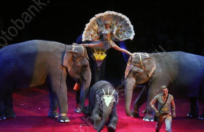 "Карнавал слонов"
