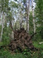 Корни упавшего дерева на фоне березовой рощи.