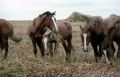 Лошади, пасущиеся в поле, Еланский конезавод, Самойловский район.