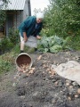 Урожай картошки.