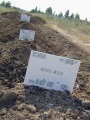 Могилы неопознанных. Елшанское кладбище, город Саратов.