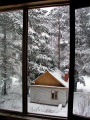 Зимний лес за окном.