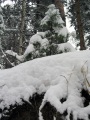 Зимний лес, Базарнокарабулакский район.