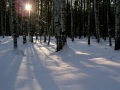 Зимний вечер в лесу.