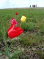  "Тюльпанная степь" - участок целинной степи, где растет тюльпан Шренка. Александрово-Гайский район.