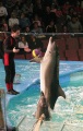 Саратовский цирк. Новая программа Краснодарского дельфинария "Шоу дельфинов и морских котиков".  