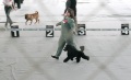 Выставка собак DOG SHOW CACIB FCI, ФОК "Заводской".