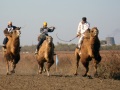 Седьмая областная выставка-конкурс племенных животных. Традиционные забеги на верблюдах. Астрахань.