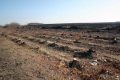 Уничтоженный участок лесополосы. Трасса на Усть-Курдюм, Саратовский район. 