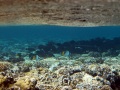 Подводный мир египетского побережья. 