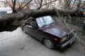 Упавшее старое дерево придавило две машины.Улица Сакко и Ванцетти, Саратов. 