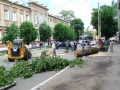 На ул. Советская упало старое дерево. Пострадали три легковых автомобиля. Саратов.