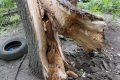Дерево упало на проезжую часть. Шелковичная, Саратов.