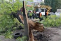 Дерево упало на проезжую часть. Шелковичная, Саратов.