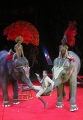 "Карнавал слонов" - программа под руководством Андрея Дементьева-Корнилова. Саратовский цирк.