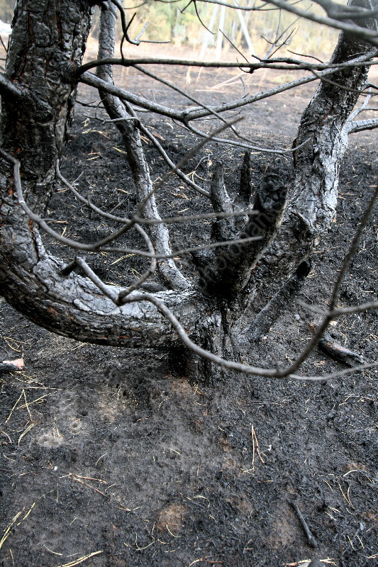Последствия лесного пожара