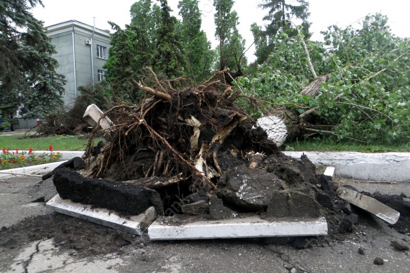У бассейна "Саратов" ветер повалил деревья