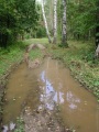 Грунтовая дорога в лесу после летнего дождя.
