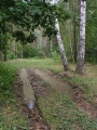 Грунтовая дорога в лесу после летнего дождя.