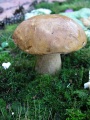 Белый гриб, лето.