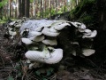 Древесные грибы.