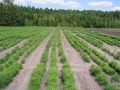 Базарнокарабулакский лесхоз, выращивание саженцев сосны.