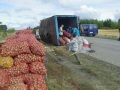 Грузовой автомобиль ЗИЛ, опрокинувшийся по дороге на Балашов, выгрузка овощей.