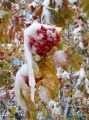 Рябина, покрытая выпавшим снегом.