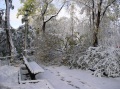 Деревья, сломанные выпавшим снегом, парк "Липки".