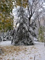 Первый снег, парк "Липки".