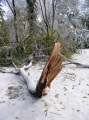 Дерево, сломанное выпавшим снегом, парк "Липки".