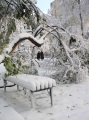Деревья, поломанные выпавшим снегом, парк "Липки".