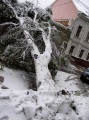 Дерево, поломанное выпавшим снегом.
