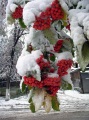 Плоды рябины, покрытые выпавшим снегом.
