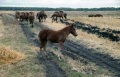 Лошади, пасущиеся в поле, Еланский конезавод, Самойловский район.