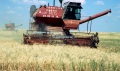 Комбаин "Нива" на уборке яровой пшеницы. Заволжье, Саратовская область.