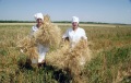 Сотрудники проблемной лаборатории, озимой твердой пшеницы Саратовского аграрного университета им. Вавилова на уборке элитных сортов пшеницы.