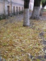 Опавшие листья.