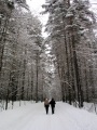 Прогулка по зимнему лесу.