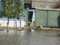 Весенний паводок, река Медведица, город Аткарск. Уровень воды достиг критической отметки.