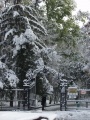 Сад "Липки", первый снег.