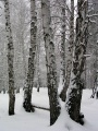 Зимний лес, Базарнокарабулакский район.
