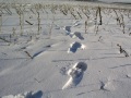 Снежное поле.