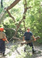 Городская служба спасения убирает падающие деревья. 