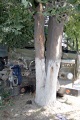 ДТП на Симбирской. КАМАЗ сбил пешехода, затем врезался в стоявший на обочине КАМАЗ, после чего - в дерево. 