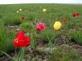"Тюльпанная степь" - участок целинной степи, где растет тюльпан Шренка. Александрово-Гайский район.