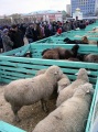 День работника сельского хозяйства, выставка животных, Театральная площадь, Саратов. 