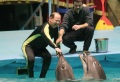 Новая программа Краснодарского дельфинария "Шоу дельфинов и морских котиков". Директор Саратовский цирка Иван Кузьмин (слева). 