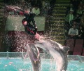 Саратовский цирк. Новая программа Краснодарского дельфинария "Шоу дельфинов и морских котиков".  
